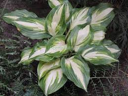 oHosta 'Champagne for All'