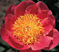 Paeonia 'Coral n'Gold'