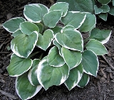 Hosta 'Country Mouse'