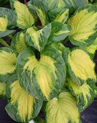 Hosta 'Etched Glass'