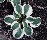 oHosta 'Frosted Mouse Ears'