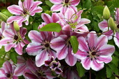 Clematis 'Nelly Moser'  