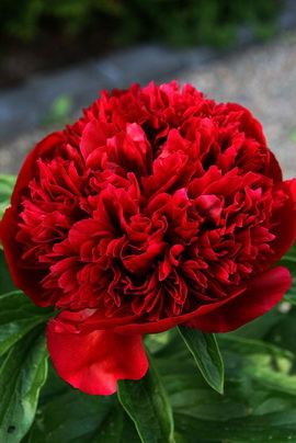  'Red Charm'