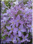 Clematis 'Sunny Sky'