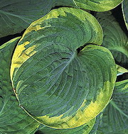 Hosta 'Stepping Out'